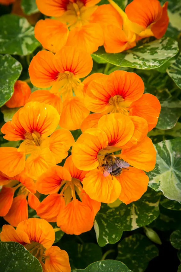 The nasturtium a gentle and uncomplicated plant for outdoors - The nasturtium - a gentle and uncomplicated plant for outdoors