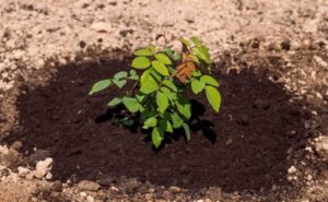 Transplanting roses With our tips and hints it works easily 300x185 - Transplanting roses: With our tips and hints it works easily