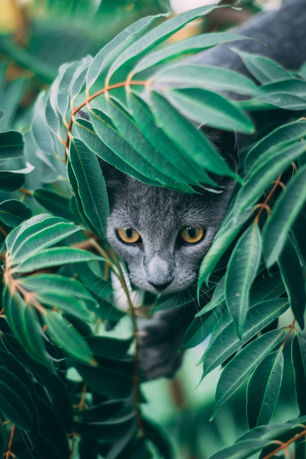 What plants are poisonous to cats Protect your family and - What plants are poisonous to cats?  Protect your family and pets!