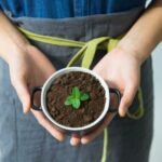 Which plants dont like coffee grounds myths and facts 150x150 - Coffee grounds as fertilizer for roses- Gardening in April continues