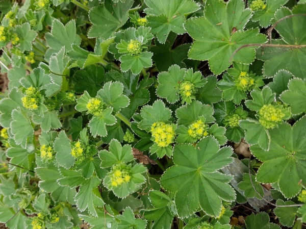 1651484017 29 Ladys mantle an easy care ground cover with healing properties - Lady's mantle - an easy-care ground cover with healing properties