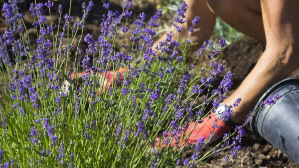 1651568040 652 Planting lavender at home and in the garden what is - Planting lavender at home and in the garden: what is the use and what do you need to know about this?
