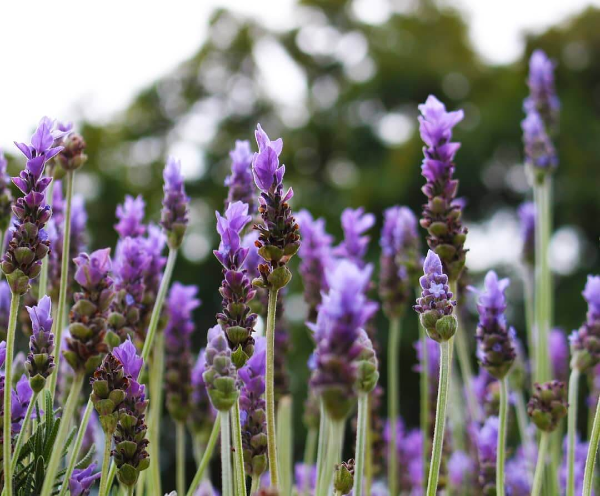 1651568041 429 Planting lavender at home and in the garden what is - Planting lavender at home and in the garden: what is the use and what do you need to know about this?