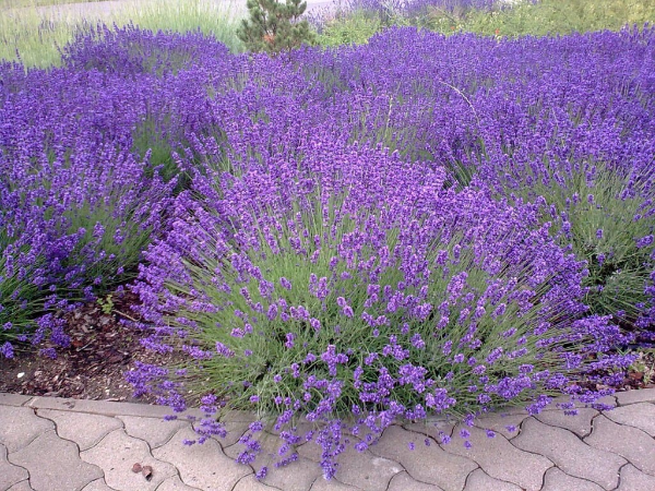 1651568041 656 Planting lavender at home and in the garden what is - Planting lavender at home and in the garden: what is the use and what do you need to know about this?