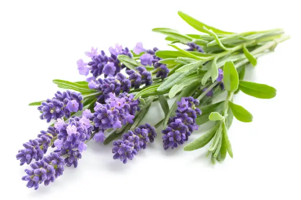 1651568044 789 Planting lavender at home and in the garden what is - Planting lavender at home and in the garden: what is the use and what do you need to know about this?