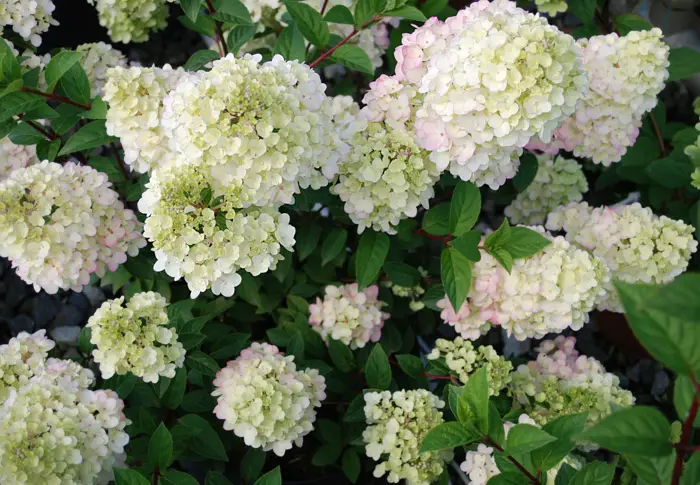 1651581347 914 Gorgeous hydrangeas for a charming effect in the garden - Gorgeous hydrangeas for a charming effect in the garden