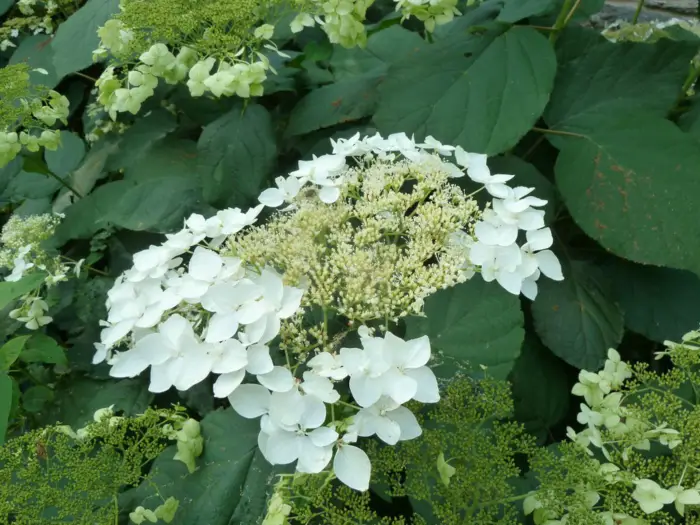 1651581349 269 Gorgeous hydrangeas for a charming effect in the garden - Gorgeous hydrangeas for a charming effect in the garden