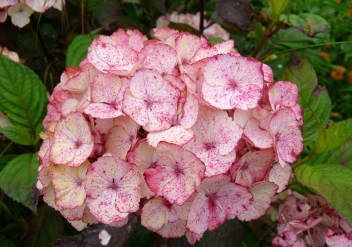 1651581355 424 Gorgeous hydrangeas for a charming effect in the garden - Gorgeous hydrangeas for a charming effect in the garden