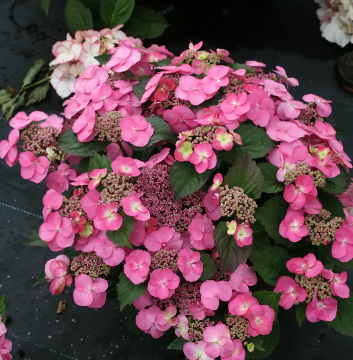 1651581356 624 Gorgeous hydrangeas for a charming effect in the garden - Gorgeous hydrangeas for a charming effect in the garden