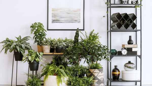 1651692815 60 You can create a jungle feeling at home with easy care - You can create a jungle feeling at home with easy-care indoor plants for low light