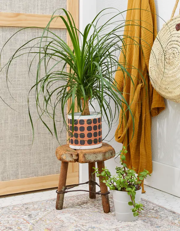 1651692816 528 You can create a jungle feeling at home with easy care - You can create a jungle feeling at home with easy-care indoor plants for low light