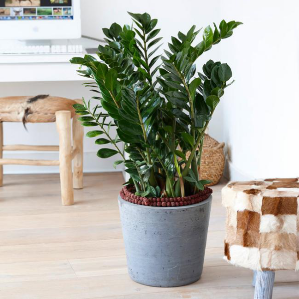 1651692820 224 You can create a jungle feeling at home with easy care - You can create a jungle feeling at home with easy-care indoor plants for low light