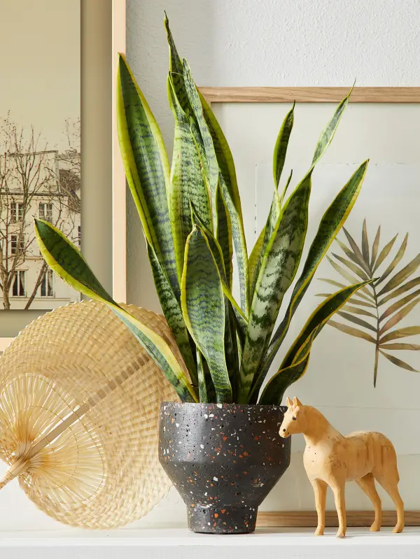 1651692823 770 You can create a jungle feeling at home with easy care - You can create a jungle feeling at home with easy-care indoor plants for low light