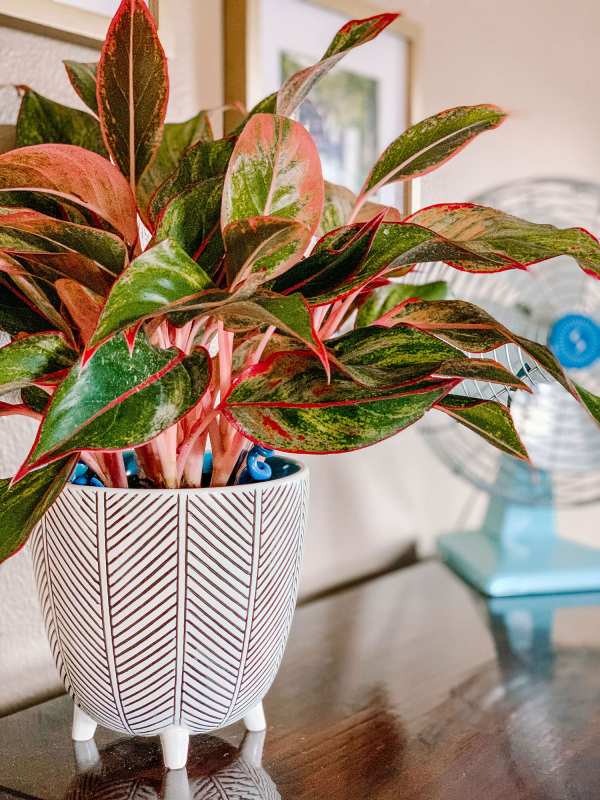 1651692826 962 You can create a jungle feeling at home with easy care - You can create a jungle feeling at home with easy-care indoor plants for low light