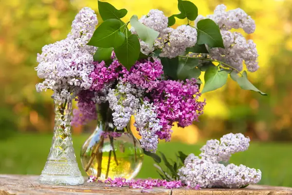 1651697636 628 How can lilacs last long in the vase - How can lilacs last long in the vase?