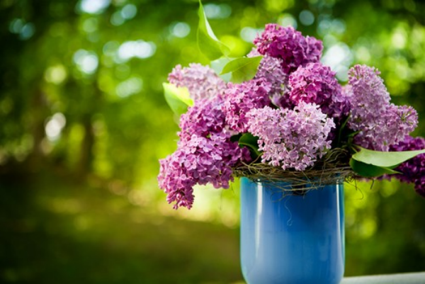 1651697637 78 How can lilacs last long in the vase - How can lilacs last long in the vase?