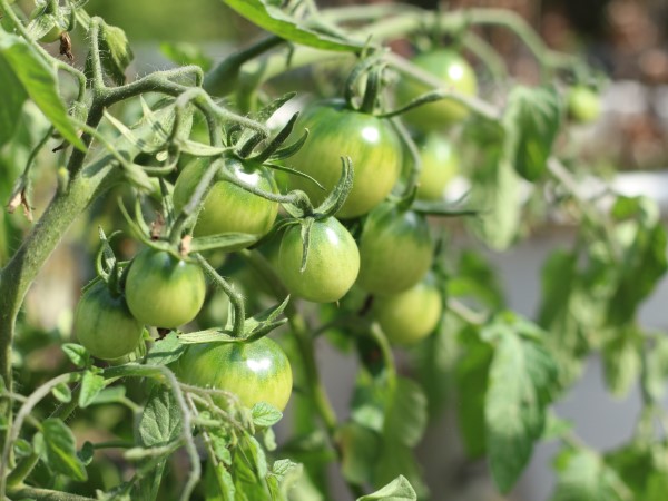 1651707557 390 Prefer tomatoes step by step instructions for healthy tomato plants - Prefer tomatoes - step-by-step instructions for healthy tomato plants