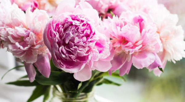 1651747425 188 Peonies in the vase and how to extend their shelf - Peonies in the vase and how to extend their shelf life