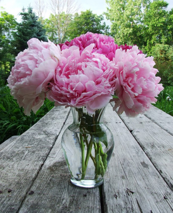 1651747430 474 Peonies in the vase and how to extend their shelf - Peonies in the vase and how to extend their shelf life