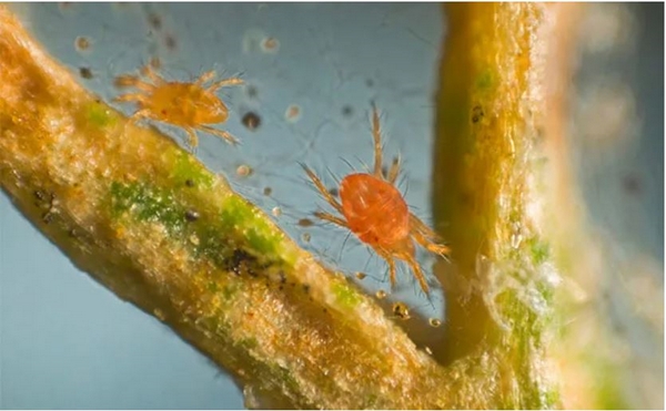 1651756440 744 Are Red Mites in the Garden Actually a Danger to - Are Red Mites in the Garden Actually a Danger to Your Garden Plants?