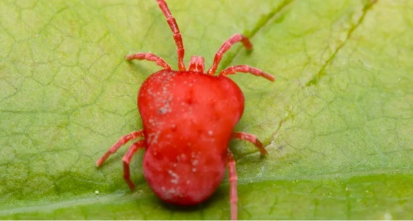 1651756440 779 Are Red Mites in the Garden Actually a Danger to - Are Red Mites in the Garden Actually a Danger to Your Garden Plants?