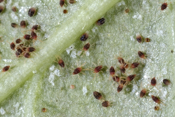 1651756441 544 Are Red Mites in the Garden Actually a Danger to - Are Red Mites in the Garden Actually a Danger to Your Garden Plants?