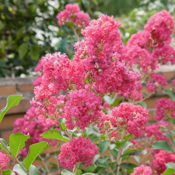 1651825588 378 Lilacs of the south the beautiful exotic provides an - Lilacs of the south - the beautiful exotic provides an unmistakable, Mediterranean flair