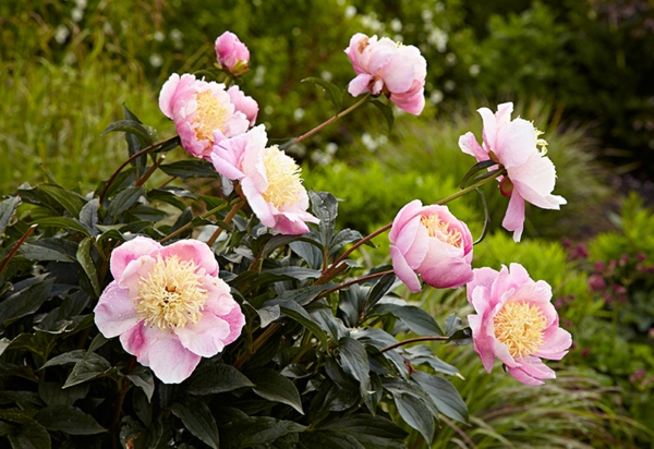 1651830745 181 Peony care the most important tips for heavenly fragrant - Peony care - the most important tips for heavenly fragrant flowers!