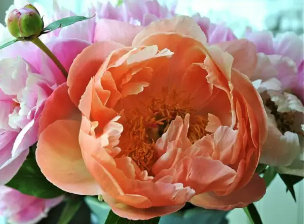 1651830748 147 Peony care the most important tips for heavenly fragrant - Peony care - the most important tips for heavenly fragrant flowers!