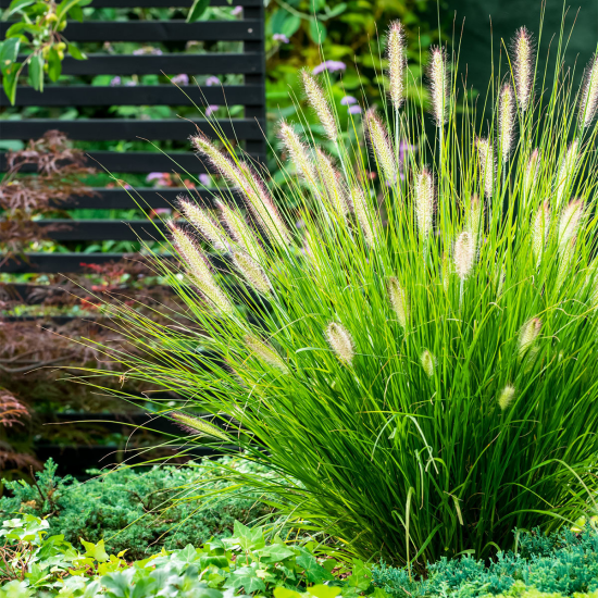 1651859899 78 Pennisetum grass a magnificent rarity for the garden and - Pennisetum grass - a magnificent rarity for the garden and balcony