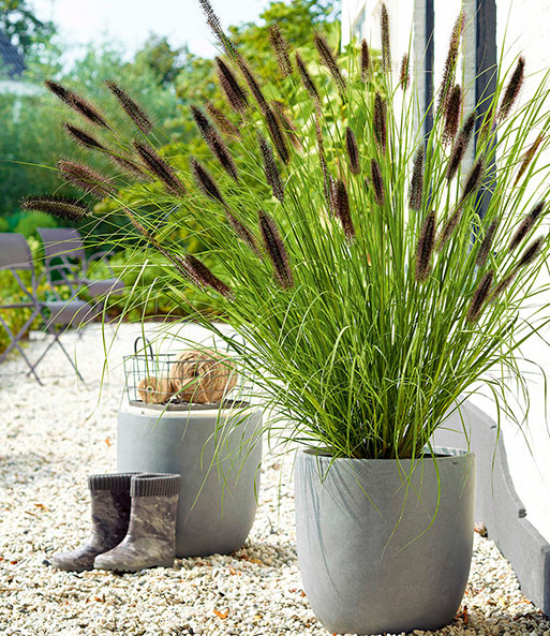 1651859901 637 Pennisetum grass a magnificent rarity for the garden and - Pennisetum grass - a magnificent rarity for the garden and balcony