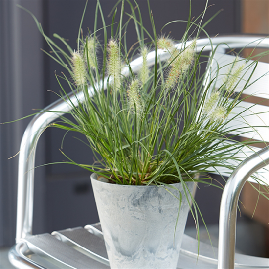 1651859904 409 Pennisetum grass a magnificent rarity for the garden and - Pennisetum grass - a magnificent rarity for the garden and balcony