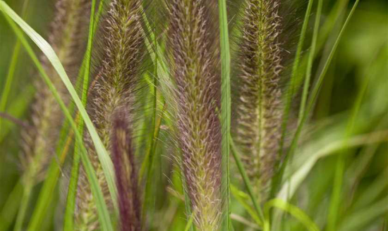 1651859905 63 Pennisetum grass a magnificent rarity for the garden and - Pennisetum grass - a magnificent rarity for the garden and balcony