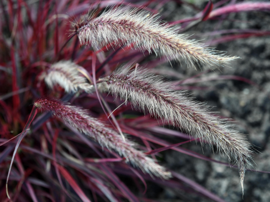 1651859906 120 Pennisetum grass a magnificent rarity for the garden and - Pennisetum grass - a magnificent rarity for the garden and balcony