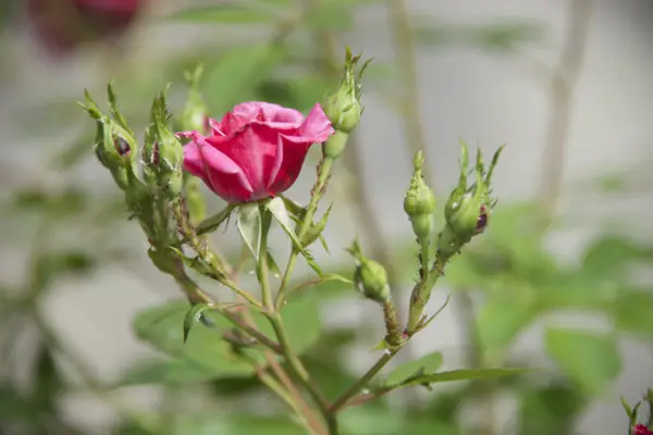 1652045373 66 Lice on roses No panic This is a natural - Lice on roses?  - No panic!  This is a natural way to combat aphids