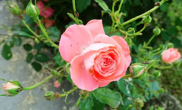 1652045379 167 Lice on roses No panic This is a natural - Lice on roses? - No panic! This is a natural way to combat aphids