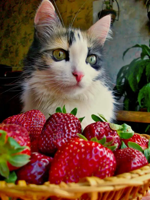 1652125806 151 Can cats eat strawberries - Can cats eat strawberries?