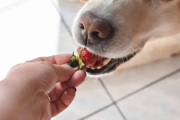 1652125809 908 Can cats eat strawberries - Can cats eat strawberries?
