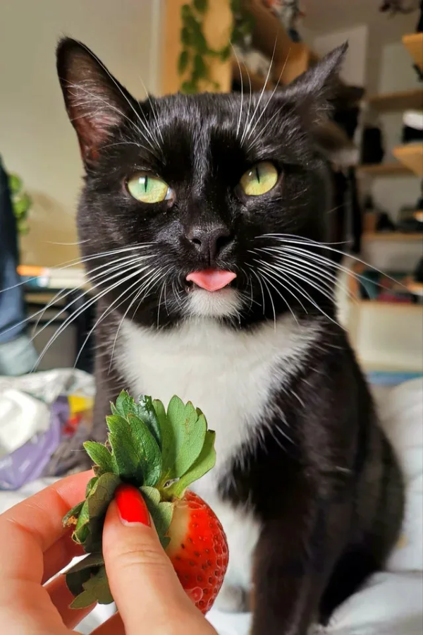 1652125810 796 Can cats eat strawberries - Can cats eat strawberries?