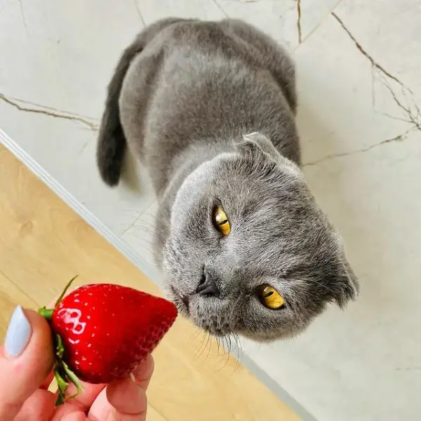 1652125815 197 Can cats eat strawberries - Can cats eat strawberries?
