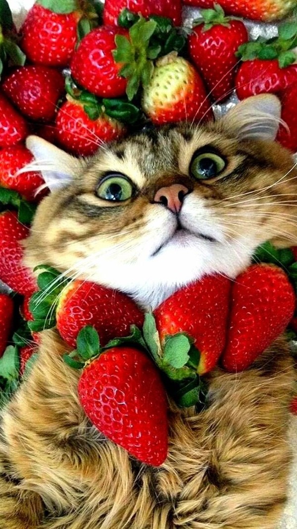 1652125816 647 Can cats eat strawberries - Can cats eat strawberries?
