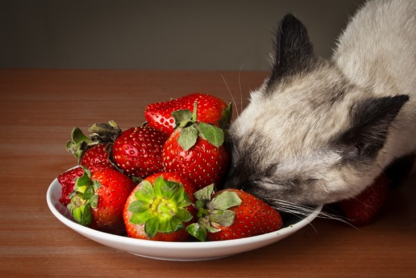 1652125817 935 Can cats eat strawberries - Can cats eat strawberries?