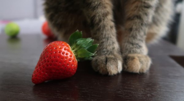 1652125818 774 Can cats eat strawberries - Can cats eat strawberries?