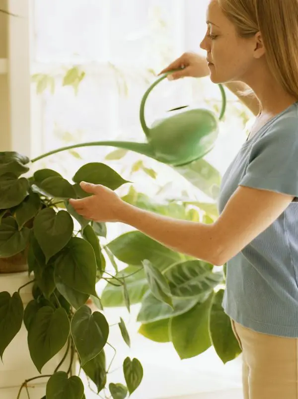 1652130827 923 Watering potted plants The most important rules for beginners and - Watering potted plants: The most important rules for beginners and professionals!