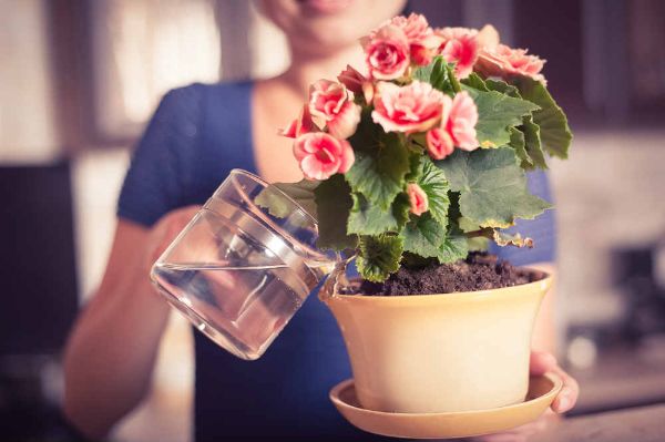 1652130829 3 Watering potted plants The most important rules for beginners and - Watering potted plants: The most important rules for beginners and professionals!