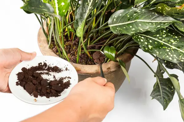 1652191756 622 How can you use coffee grounds as flower fertilizer – - How can you use coffee grounds as flower fertilizer? – Find out here!