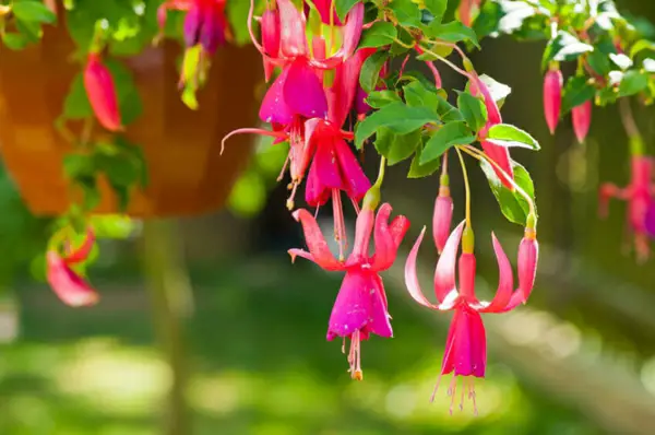 1652201596 168 Fertilize fuchsias with coffee grounds and enjoy beautiful flowers in - Fertilize fuchsias with coffee grounds and enjoy beautiful flowers in summer