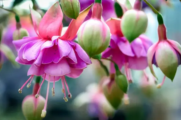 1652201598 674 Fertilize fuchsias with coffee grounds and enjoy beautiful flowers in - Fertilize fuchsias with coffee grounds and enjoy beautiful flowers in summer