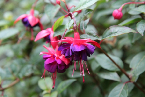 1652201600 394 Fertilize fuchsias with coffee grounds and enjoy beautiful flowers in - Fertilize fuchsias with coffee grounds and enjoy beautiful flowers in summer