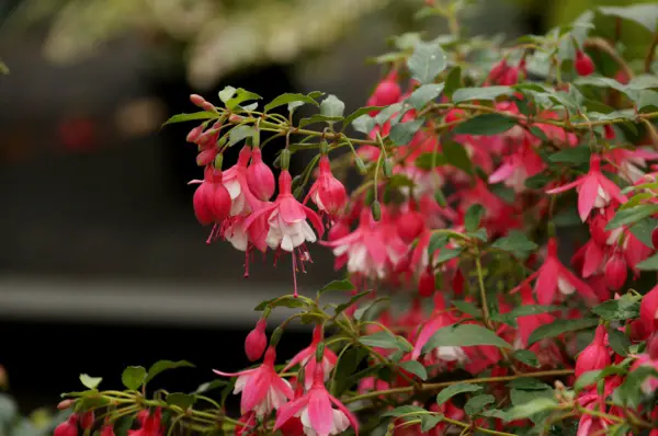 1652201602 953 Fertilize fuchsias with coffee grounds and enjoy beautiful flowers in - Fertilize fuchsias with coffee grounds and enjoy beautiful flowers in summer
